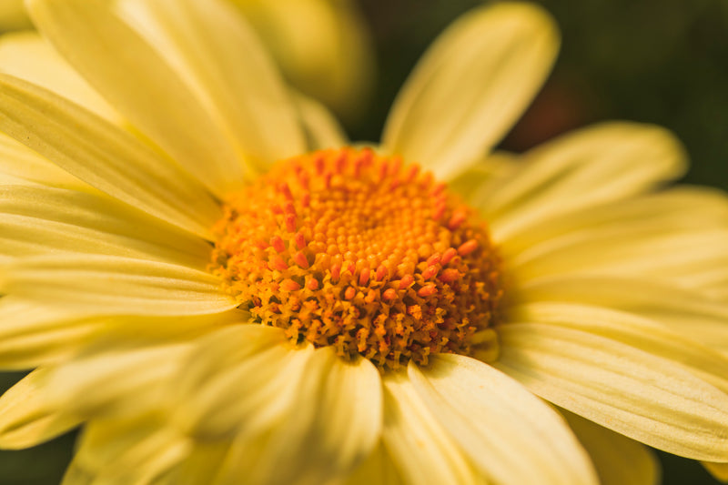 Calendula