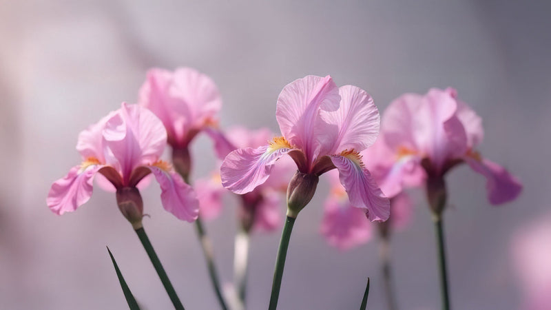 Iris