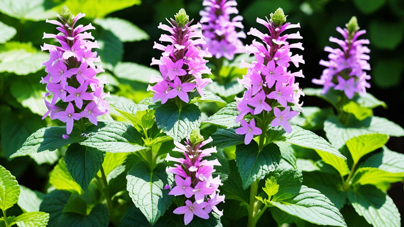 Patchouli