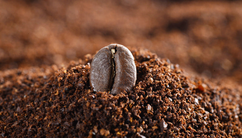 Poudre de graines de café