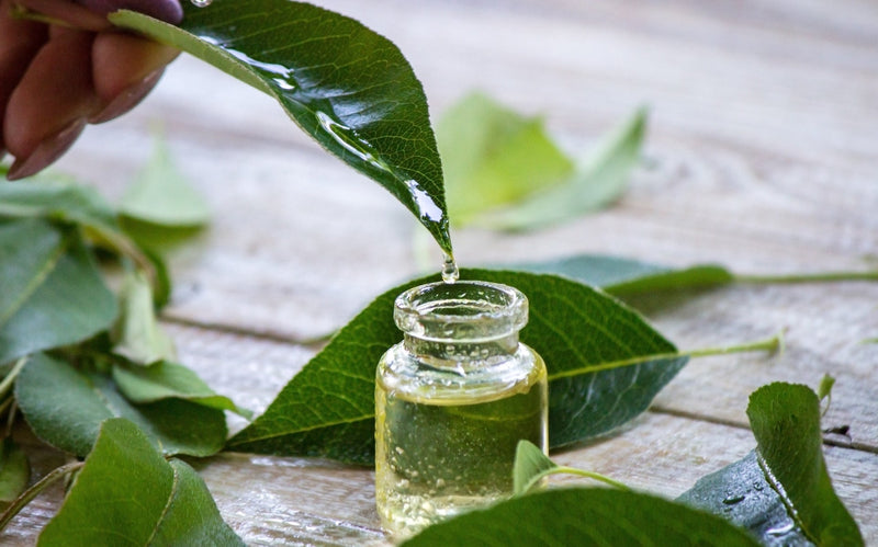 Extrait de thé vert